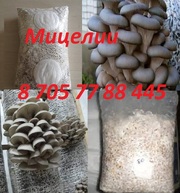 Мицелии вешанки (Семена грибов) в Алматы